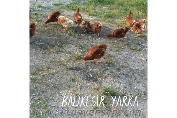 Bayırköy Bld. hayvanlar ilanları