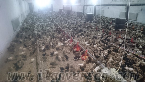 Zafer Mah. hayvanlar ilanı ver