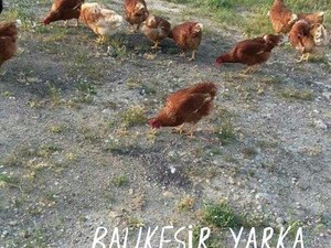  Çamoluk Köyü hayvanlar fiyatları