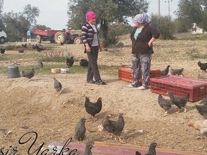  Hankaraağaç Köyü hayvanlar ilanı ver