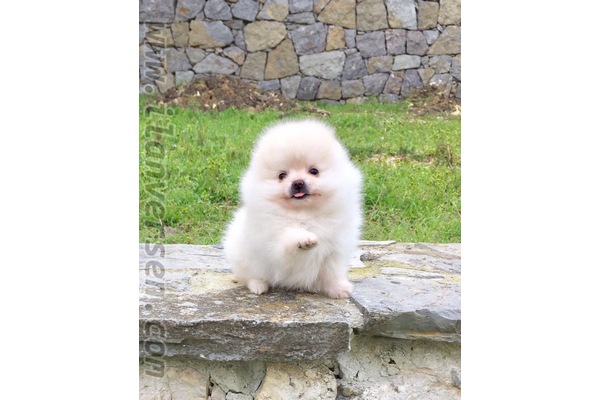 Şenlikköy Mah. köpek ilanları