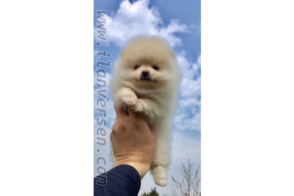 Şenlikköy Mah. Pomeranian ilanları