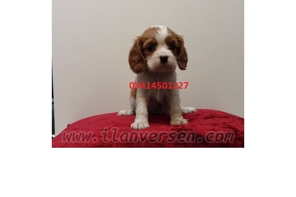 Cavalier king Charles köpek Nilüfer