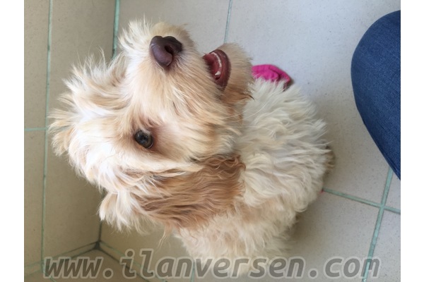 Diğer köpek ırkı Sahibinden Halıcıoğlu Mah.
