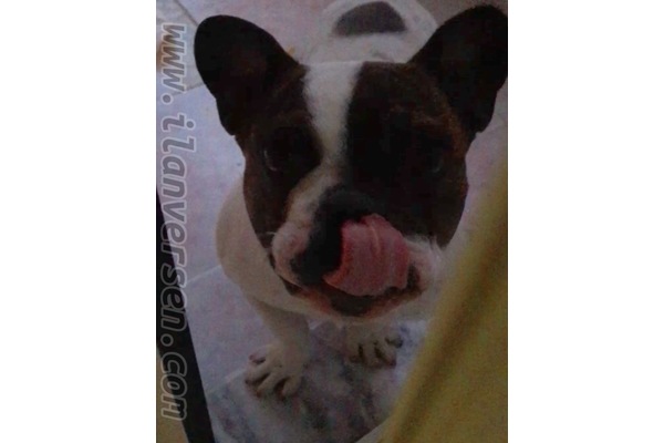 French bulldog Sahibinden 600 TL