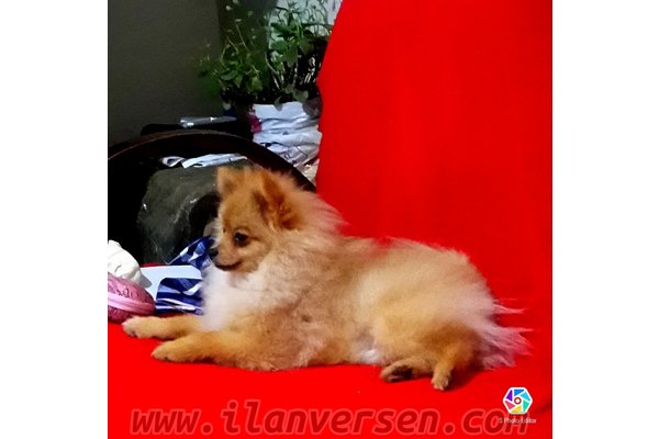 Dişi ve Erkek köpek Toroslar Mah.