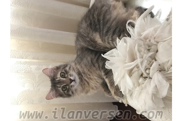 Diğer kedi ırkı 6-12 Aylık