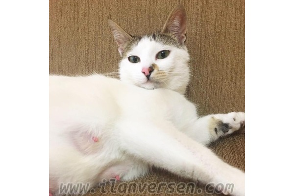 1 kedi Kumburgaz Merkez Mah.
