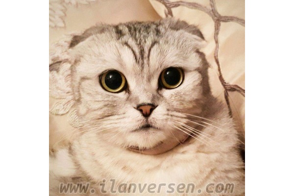 Scottish fold kedi Ataşehir