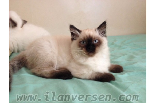 ANNE ALTINDA ORJİNAL RAGDOLL YAVRULARI