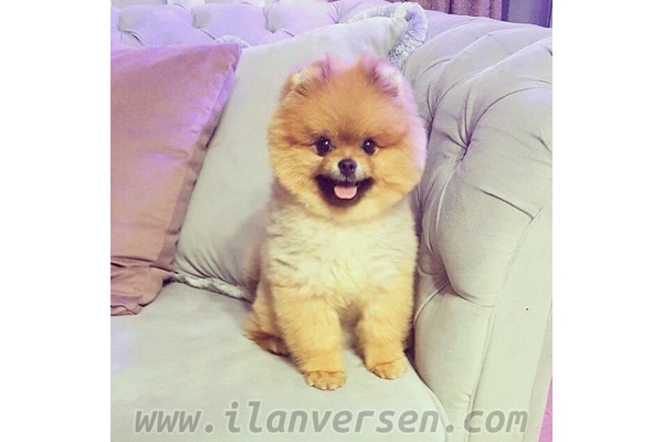 Pomeranian yaş 6-12 Aylık