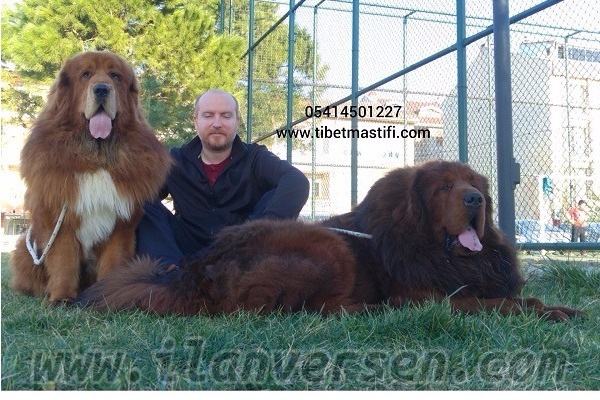 Tibetan spaniel yaş 0-3 Aylık Altınşehir Mah.