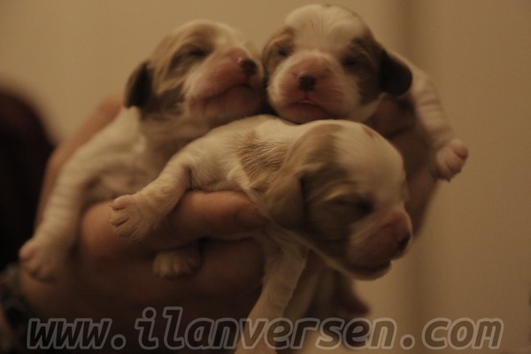 Cavalier king Charles Dişi ve Erkek Keskin Mah.