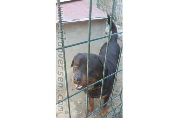 Rottweiler yaş 2 Sanayi Mah.