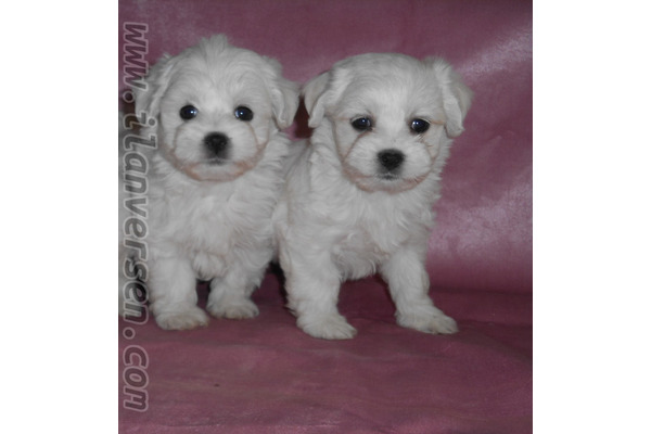 Maltese terrier Dişi ve Erkek Cumhuriyet Mah.