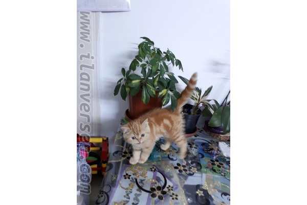 Hasköy Mah. kedi ilanı