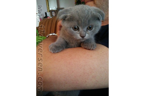 Scottish fold Tuvalet eğitimli