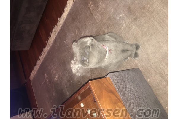 Göktürk Merkez Mah. kedi ilanı ver