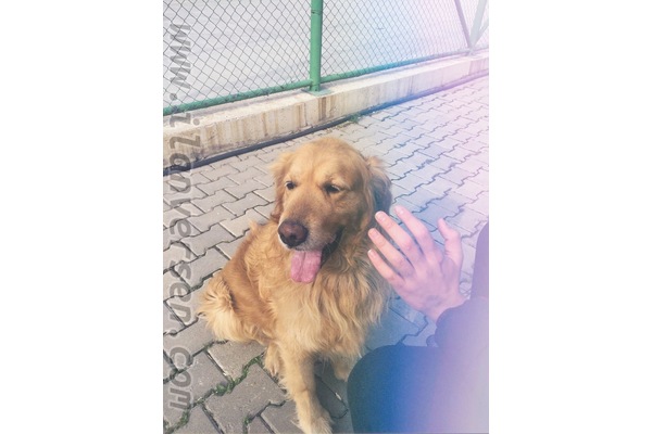 Erkek köpek Birlik Mah.
