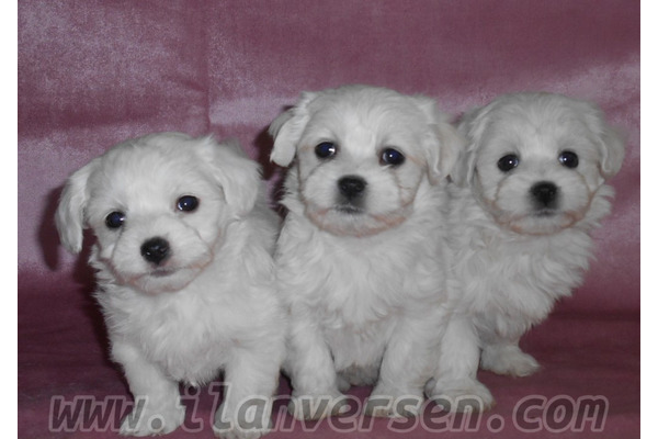 Maltese terrier yaş 0-3 Aylık