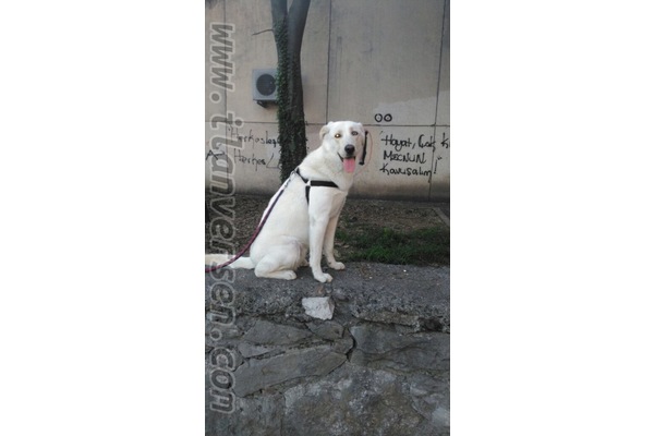 Golden retriever Yaşlılara uygun