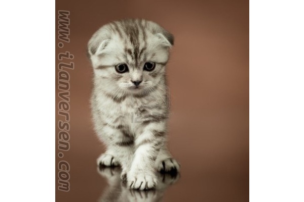 Scottish fold 1300 TL Akarca Köyü