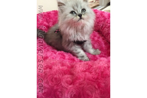 Cibali Mah. kedi fiyatları