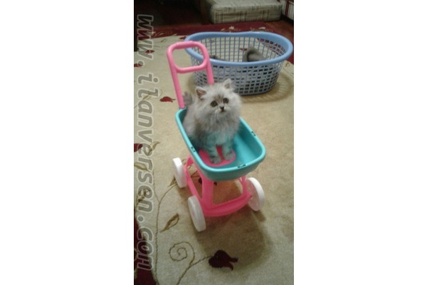 Chinchilla Dişi kedi
