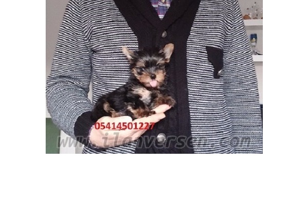 Yorkshire terrier Sahibinden Altınşehir Mah.