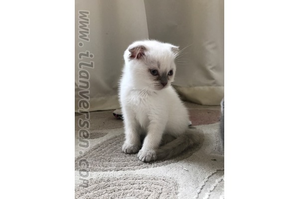 British shorthair Erkek Sümer Mah.