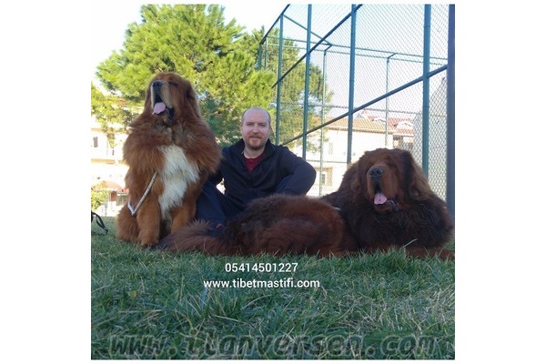 Diğer köpek ırkı 1 TL Altınşehir Mah.
