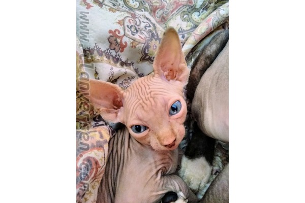 Eğitim Mah. kedi ilanları