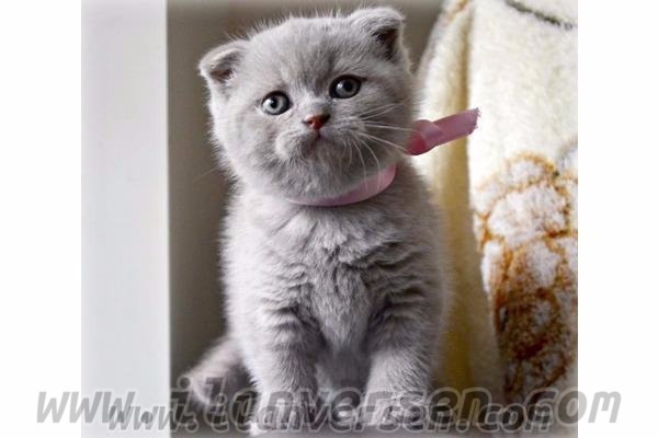 Scottish fold kedi Fatih