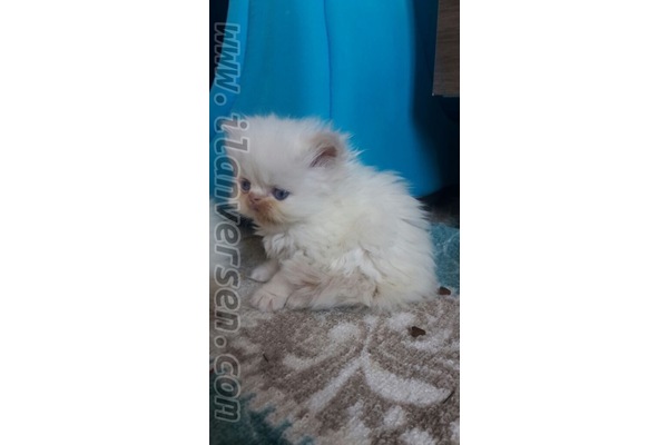 kedi ilanlari Atatürk Mah.