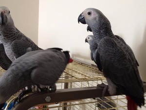  Afrika gri papağanı / jako papağanı Dişi ve Erkek Papağan