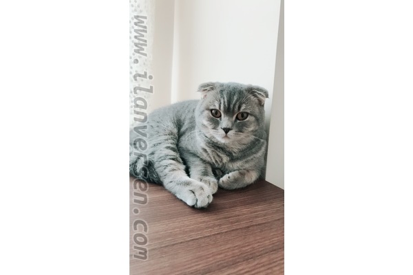 Scottish fold 0 TL Yenidoğan Mah.