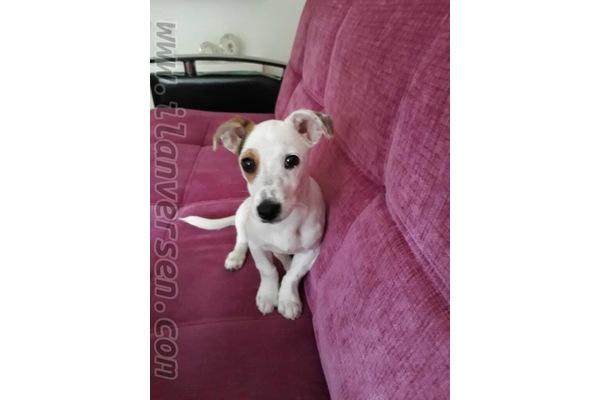 jack russel  iyi bir aile ariyor