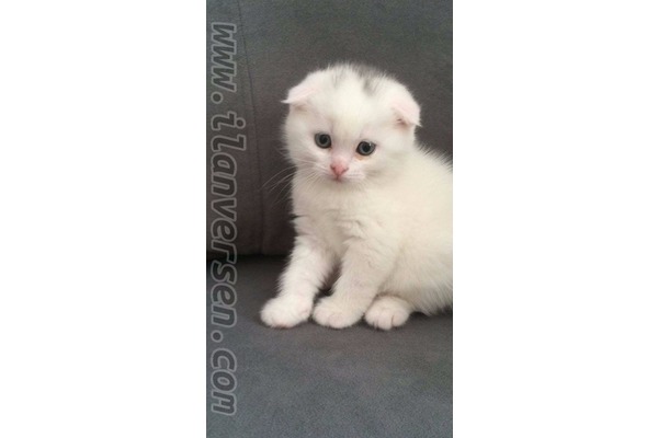 kedi Scottish fold fiyatları