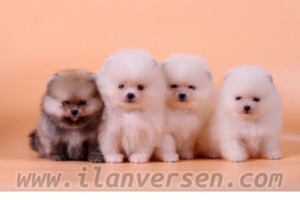 Şenlikköy Mah. Pomeranian ilanları