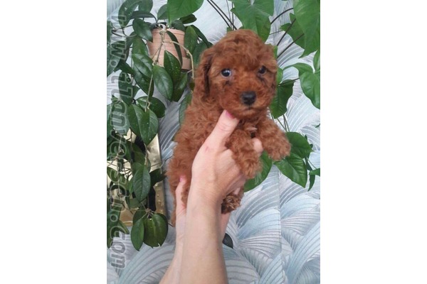 Dişi ve Erkek köpek Çengelköy Mah.