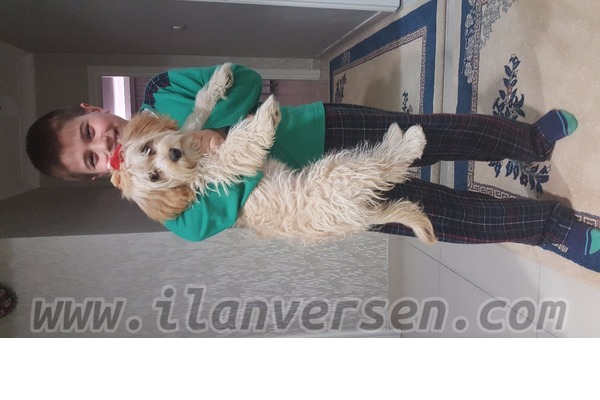 Maltese terrier 600 TL Pamuklar Mah.