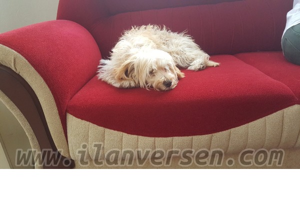köpek Maltese terrier fiyatları