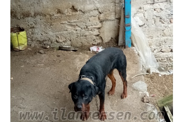 Güllük Mah. Rottweiler ilanları