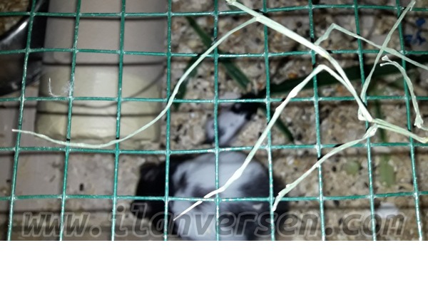 Diğer hamster ırkı 0-3 Aylık Atatürk Mah.