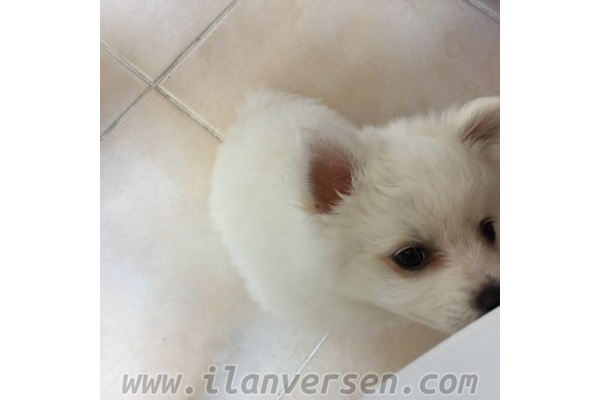 Parazit tedavisi yapılmış Pomeranian
