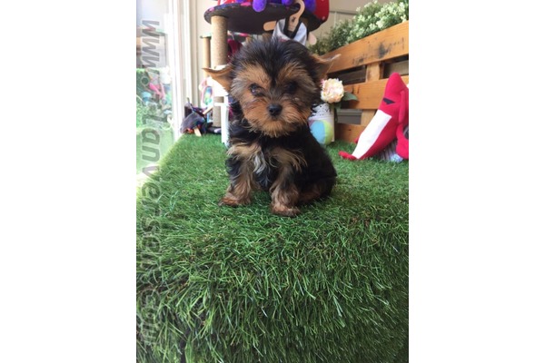 Çengelköy Mah. köpek ilanları