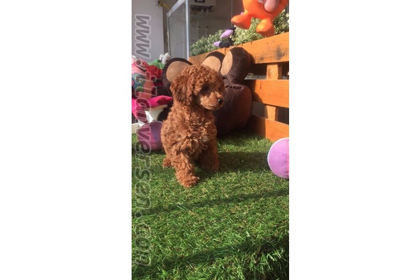 Poodle Sahibinden 1 TL