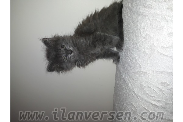 kedi ilanlari Merkez Mah.