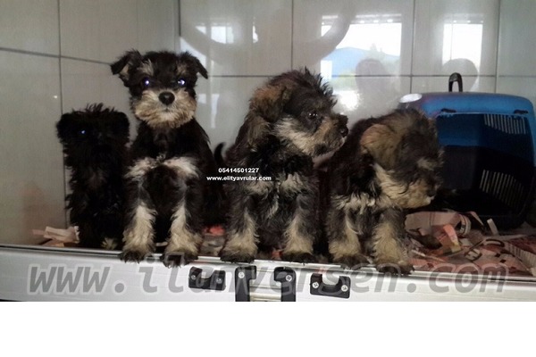 Schnauzer yaş 0-3 Aylık