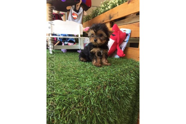 Çengelköy Mah. köpek ilanları
